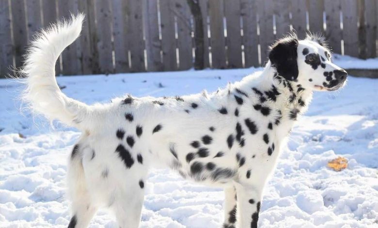 Fluffy Dalmatian