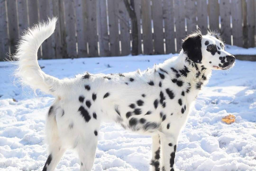 The Adorable Charm Of A Fluffy Dalmatian: An Endearing Breed Of Spots And Cuddles