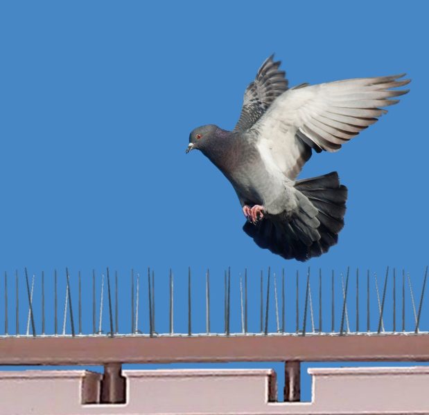 Bird Spikes in Dubai’s Fight Against Avian Intruders