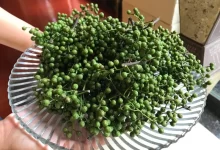 Green Sichuan Peppercorn